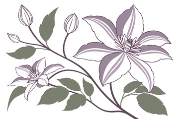 Minimalist Clematis Flower Illustration - Vector Art