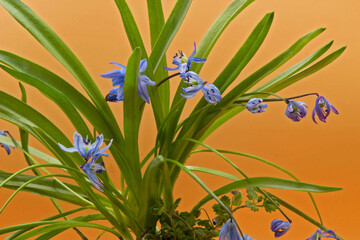 beautiful flowers scilla in the garden