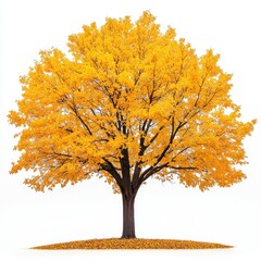 Majestic tree with bright yellow leaves creating a stunning autumn scene against a clear blue sky in nature