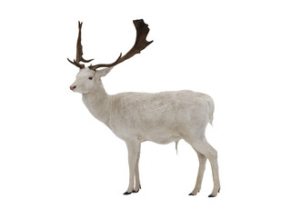 White deer isolated on white background