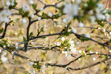 Spring blossoming trees. White flowers and young green leaves on a warm blurred background