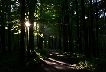 Obraz premium Sunlight filtering through the trees in a peaceful forest