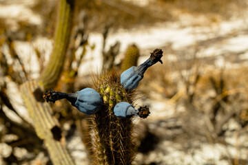 cactus leaves and fruits