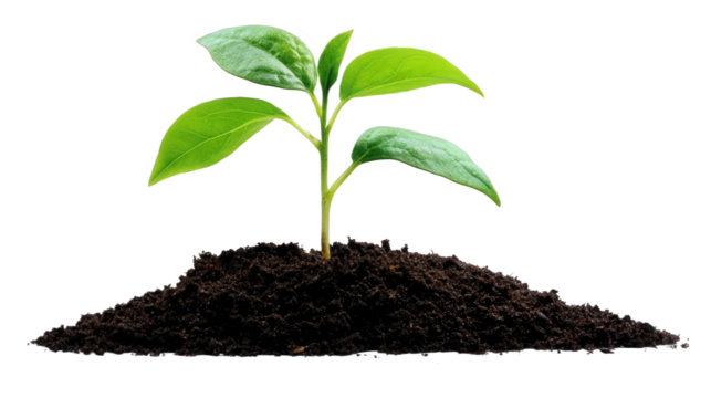 Sprout of Growth in Soil