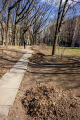 piles of garbage, old dried leaves, brown, footpath, bare trees, branches, park, early spring, landscape, yard, paths, background blue sky, sun, shadows, walk, nature, spring, city,