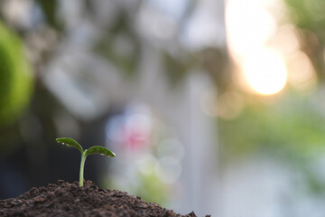 Vegetable sprout with water drop macro closeup plant