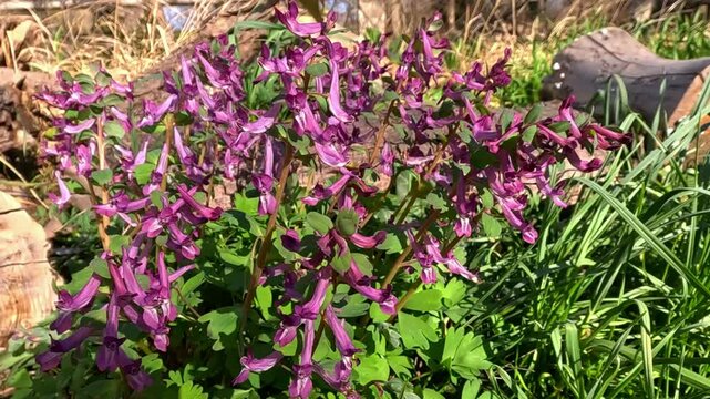 Corydalis sp., purple flowers of a wild early flowering plant in spring