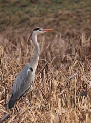 grey heron ardea cinerea