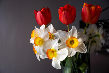 Bouquet of Red Tulips or Red Tulips (Tulipa) and White Narcissus (Narcissus poeticus) on a gray background. Play of light and shadow. Photographed in natural light.
