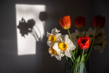 Bouquet of Red Tulips or Red Tulips (Tulipa) and White Narcissus (Narcissus poeticus) on a gray background. Play of light and shadow. Photographed in natural light.
