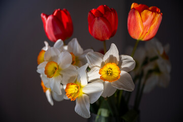 Bouquet of Red Tulips or Red Tulips (Tulipa) and White Narcissus (Narcissus poeticus) on a gray background. Play of light and shadow. Photographed in natural light.
