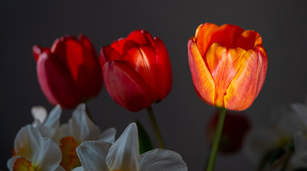 Bouquet of Red Tulips or Red Tulips (Tulipa) on a gray background. Play of light and shadow. Photographed in natural light.
