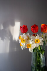 Bouquet of Red Tulips or Red Tulips (Tulipa) and White Narcissus (Narcissus poeticus) on a gray background. Play of light and shadow. Photographed in natural light.
