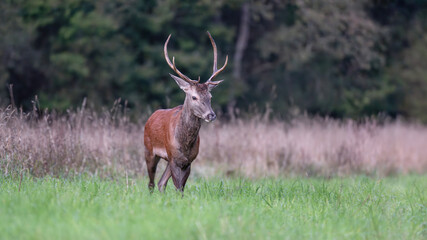 Red deer stag walking in a clearing at dawn. Cervus elaphus, Sologne, Loiret 45, région Centre Val de Loire, France, European Union, Europe