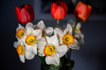 Bouquet of Red Tulips or Red Tulips (Tulipa) and White Narcissus (Narcissus poeticus) on a gray background. Play of light and shadow. Photographed in natural light.
