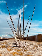 spikes, hedgehogs or steel spikes for the protection of urban buildings against pigeon and other bird droppings. pest control system