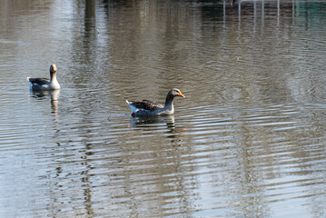 Domestic bird of gray goose swims in river in nature park. Greylag geese is species of large in the waterfowl family anatidae. Anser anser male and female in the spring in pairing season. Life poultry