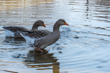 Domestic bird of gray goose swims in river in nature park. Greylag geese is species of large in the waterfowl family anatidae. Anser anser male and female in the spring in pairing season. Life poultry