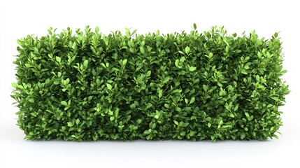 Fototapeta premium A row of neatly trimmed green shrubs, on a white background, high - resolution, realistic photography, simple composition