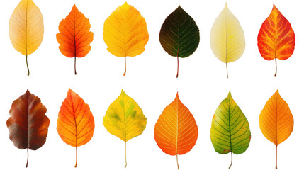 Fototapeta premium Autumn Leaves in Vibrant Hues