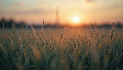 Sunlit Field of Grass at Dusk with Gentle Breeze and Warm Colors
