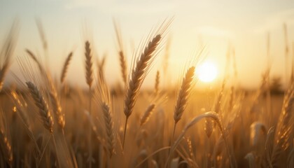 Fototapeta premium Golden Wheat Field at Sunset with Soft Light and Warm Colors