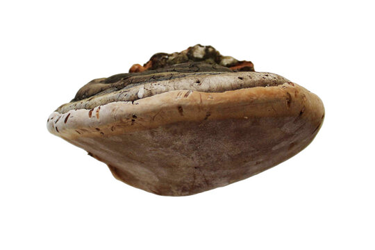Hoof Fungus Fomes Fomentarius Isolated Front View