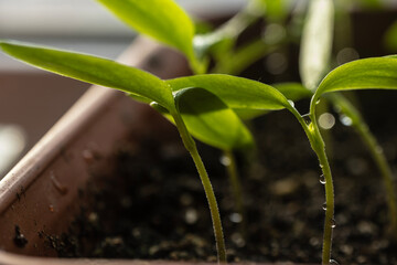 Green seedlings for growing vegetables in the greenhouse and in beds.