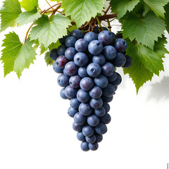 Close up, Fresh grape vine isolated on white background