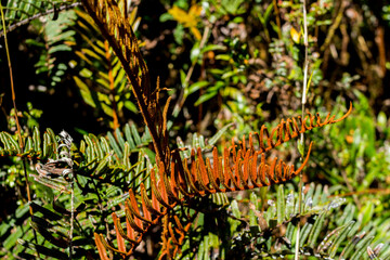 fern leaf