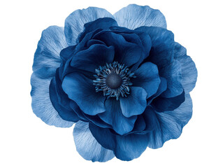 Vibrant blue flower showcasing intricate petal details on a transparent background, cut out