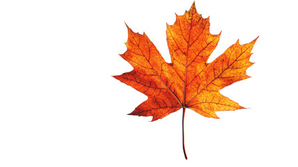 Autumnal Maple Leaf on Black Background