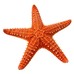 Starfish isolated on transparent background  
