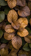 Obraz premium Autumn leaves close-up texture, vibrant fall foliage