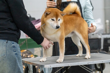Dog Show Presentation: A Shiba Inu Being Judged on a Grooming Table