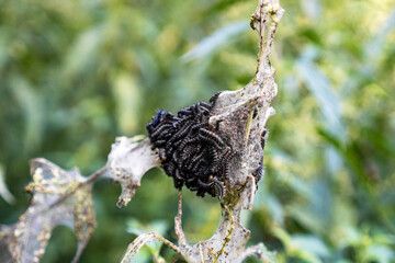 Young Peacock Butterfly Caterpillars (Aglais io) on Nettle / Concept: Supporting Butterfly Diversity in Natural Gardens