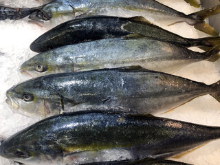 Large assortment of seafood on the ice counter.