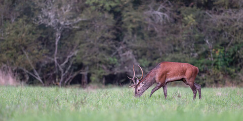 Red deer stag walking and smelling odors in a clearing at dawn. Cervus elaphus, Sologne, Loiret 45, région Centre Val de Loire, France, European Union, Europe