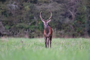 Red deer stag walking in a clearing at dawn. Cervus elaphus, Sologne, Loiret 45, région Centre Val de Loire, France, European Union, Europe