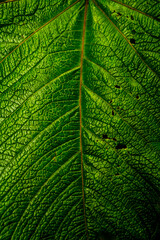 dry leaf texture. The photo looks to show the veins and contrast of the color of the leaf.