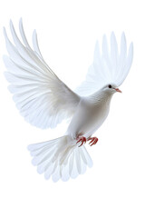 Isolated soft focus flying dove