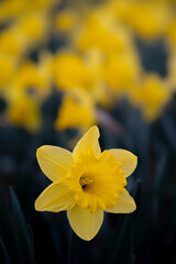 Fototapeta premium Żonkil (Narcissus jonquilla L.)