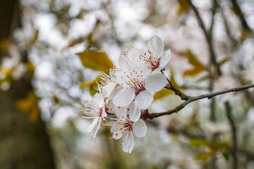 Obraz premium Delicate and Beautiful Cherry Blossom Flowers Set Against a Soft and Serene Green Background