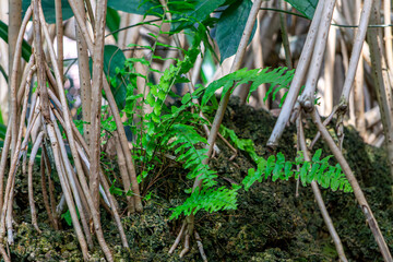 green ferns growing in the bush