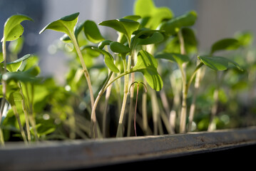 Tomato seedlings growing towards the sunlight