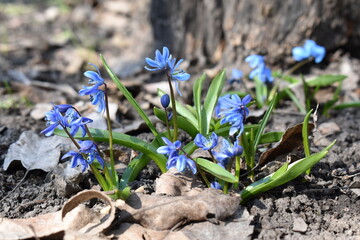 spring flowers