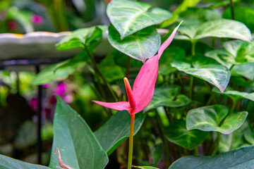 Anthurium Andrego species of plant from the arborvitae. beautifully blooming pink anthurium. exotic and tropical plants.