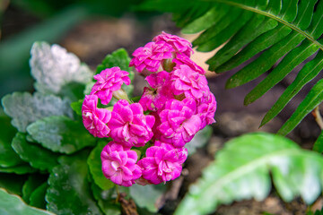 Kalanchoe blossfeldiana evergreen plant from Madagascar. beautiful pink flowers.