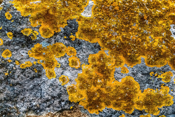 Close-up macro photography of vibrant yellow lichen growing on gray stone surface creating a natural abstract pattern. The golden orange crustose lichen forms circular colonies and irregular patches
