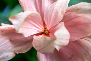 Fototapeta premium beautiful pink flower of an exotic and tropical plant.